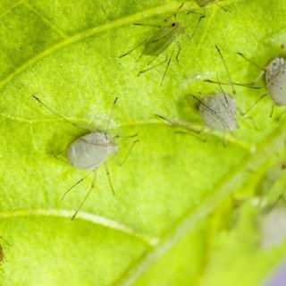 Insecten en slakken