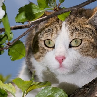 Katten