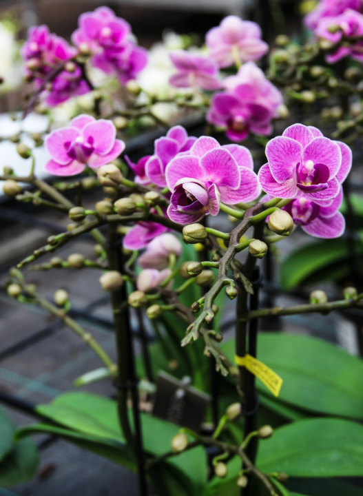 Een orchidee? Altijd een goed idee! Scoor jouw favoriet bij tuincentrum Ockenburgh in Den Haag!