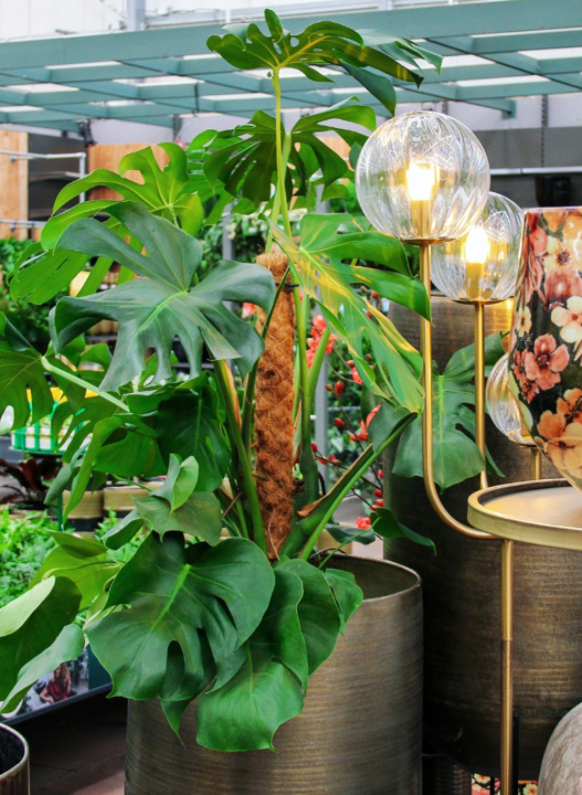 De mooiste kamerplanten van Den Haag vind je bij tuincentrum Ockenburgh!
