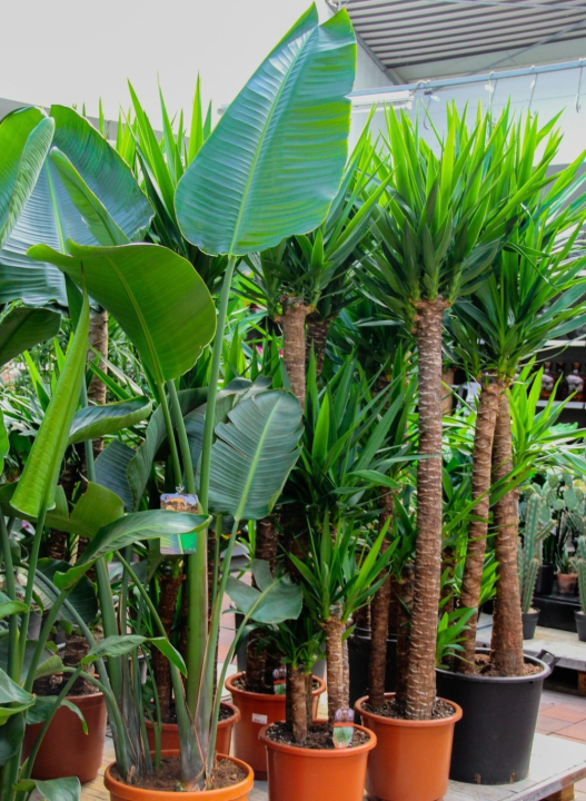 De mooiste groene kamerplanten shop je bij tuincentrum Ockenburgh!