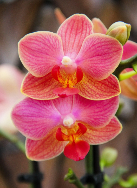 Een orchidee? Altijd een goed idee! Scoor jouw favoriet bij tuincentrum Ockenburgh in Den Haag!