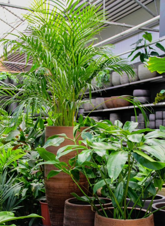 De mooiste groene kamerplanten shop je bij tuincentrum Ockenburgh!