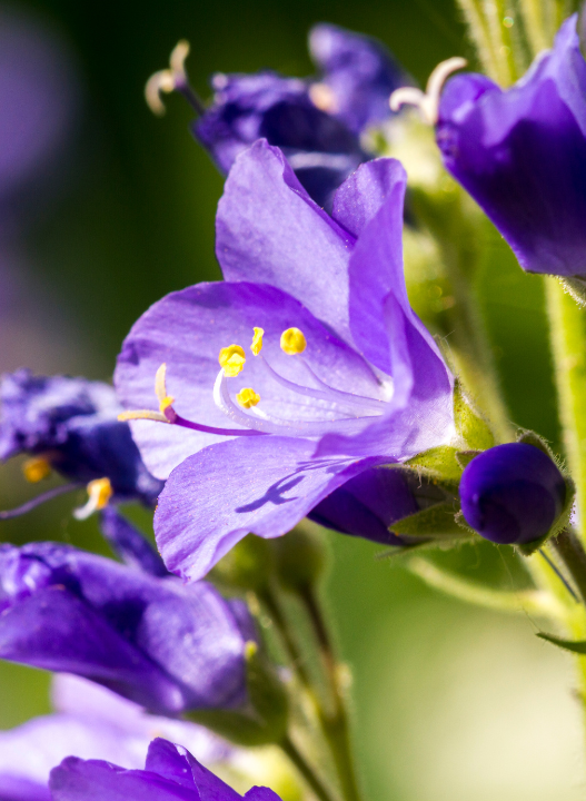 De mooiste tuinplanten van Den Haag vind je bij tuincentrum Ockenburgh!