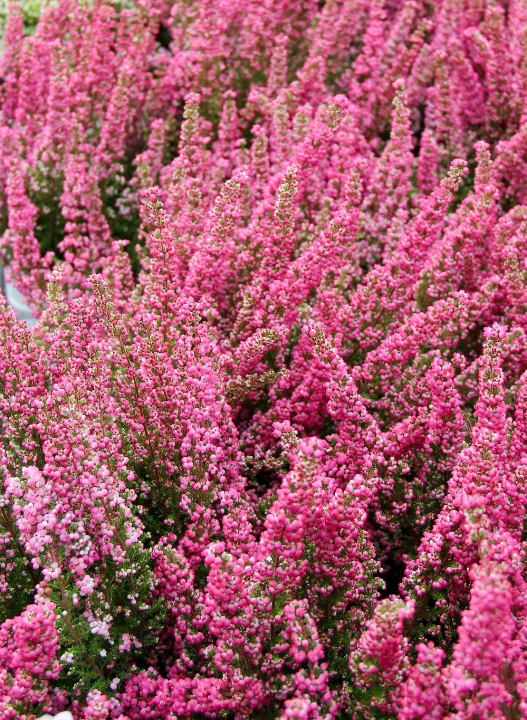 De mooiste tuinplanten van Den Haag vind je bij tuincentrum Ockenburgh!