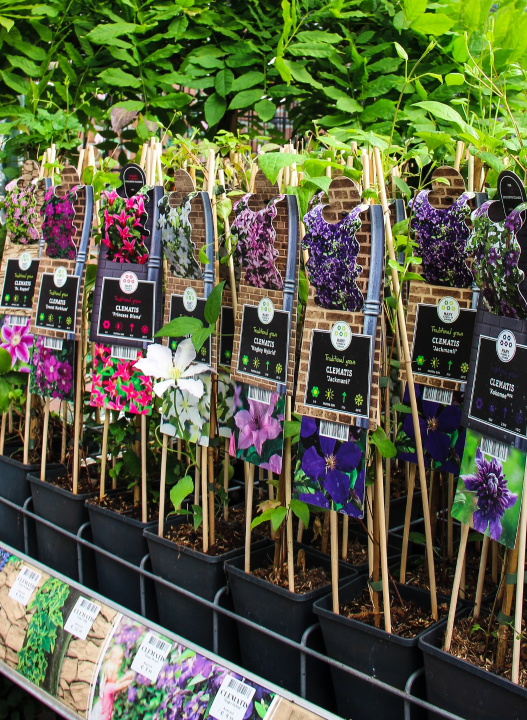 De mooiste klimplanten van Den Haag vind je bij tuincentrum Ockenburgh!