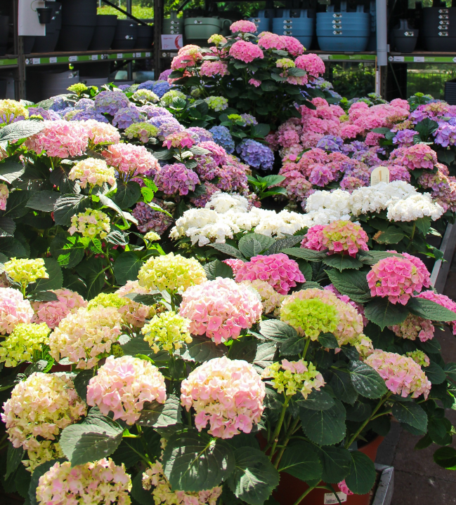 De mooiste tuinplanten, zoals de Hydrangea, vind je bij tuincentrum Ockenburgh in Den Haag!