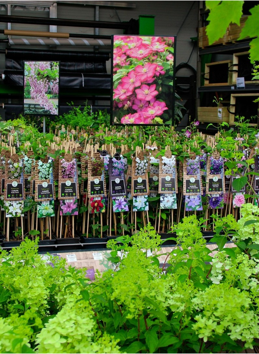 De mooiste tuinplanten, zoals klimplanten, van Den Haag vind je bij tuincentrum Ockenburgh!