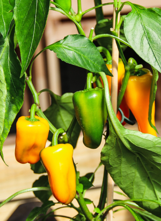 De mooiste moestuinpalnten van Den Haag vind je bij tuincentrum Ockenburgh!