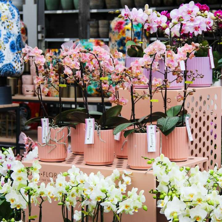 Opti-flor-orchideeën shop je bij hét tuincentrum van Den Haag!