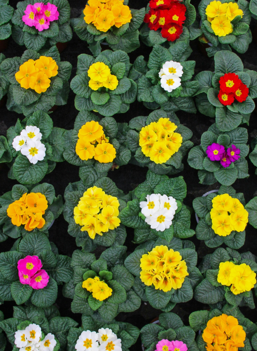 De mooiste tuinplanten van Den Haag vind je bij tuincentrum Ockenburgh!