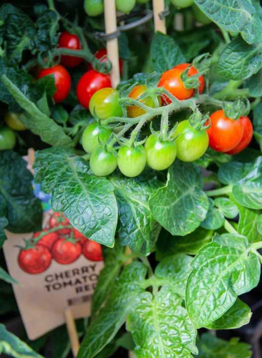 De lekkerste (!) tuinplanten van Den Haag vind je bij tuincentrum Ockenburgh!