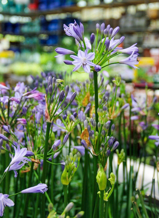 De mooiste tuinplanten van Den Haag vind je bij tuincentrum Ockenburgh!