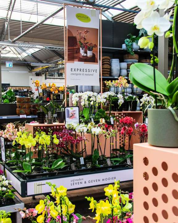 Ontdek de bloeiende kamerplanten van tuincentrum Ockenburgh!