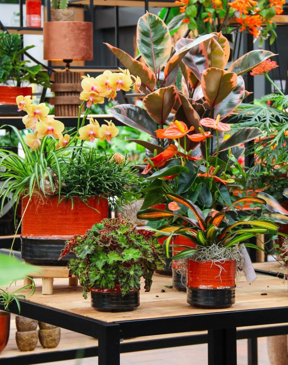 Verrijk jouw interieur met een scala aan bloeiende kamerplanten!
