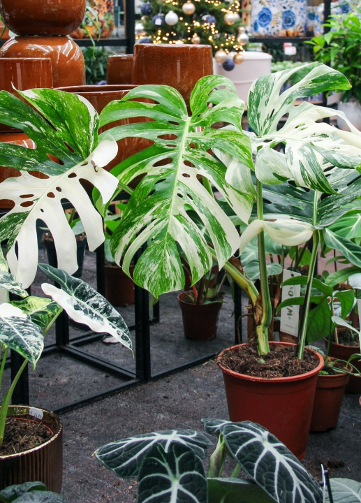 Een bijzondere en exclusieve Monstera scoren? Kom naar tuincentrum Ockenburgh!