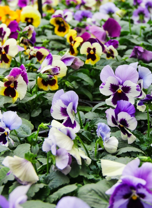 De mooiste tuinplanten, zoals violen, van Den Haag vind je bij tuincentrum Ockenburgh!