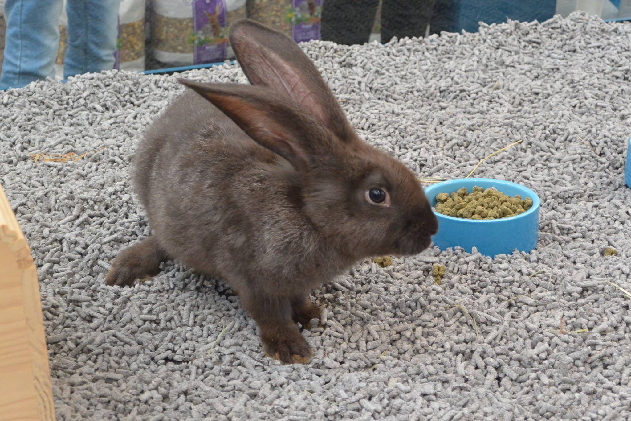 Bekijk de lieve konijntjes in onze dierenwinkel nabij Den Haag!