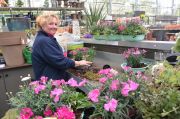 Demonstratie opmaken tuinplantarrangement
