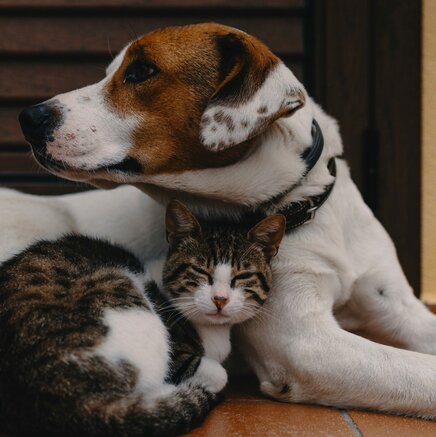 Dierenvaccinatie door Dr. Woof bij ons in de winkel