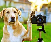 Dierenfotograaf