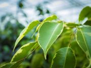 Ficusweekend