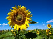 Zomerbloemen Zomerbloemen
