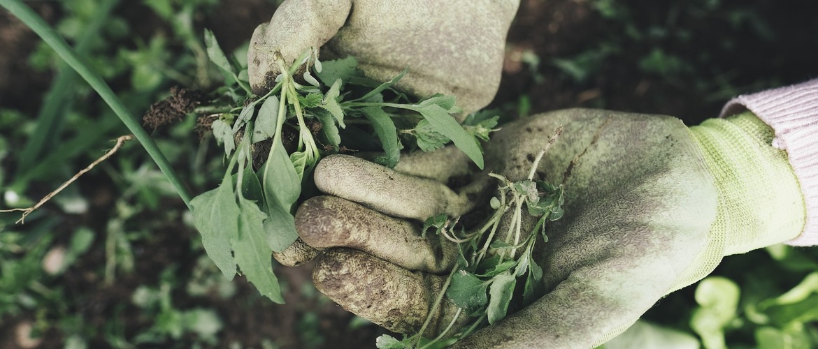 Eco-hovenier in Haaglanden