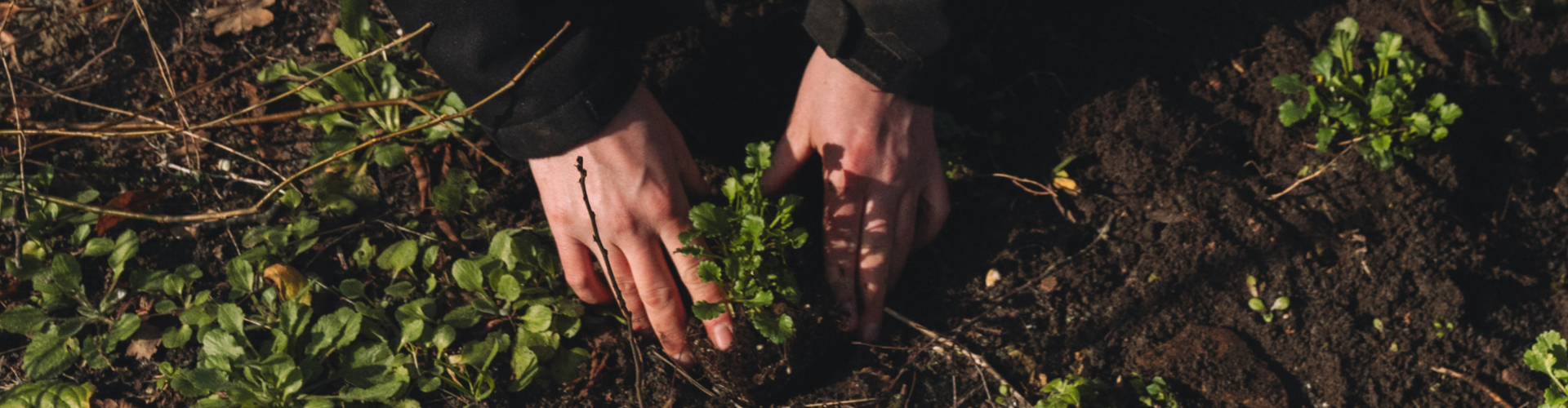 Eco-hovenier in Haaglanden