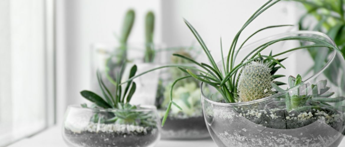 Tuincentrum Ockenburgh