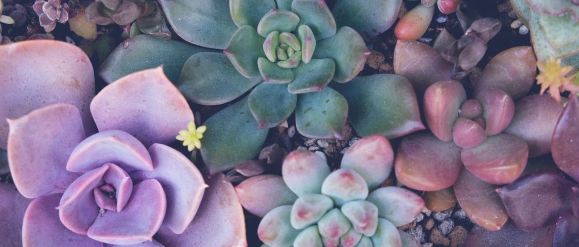 Tuincentrum Ockenburgh