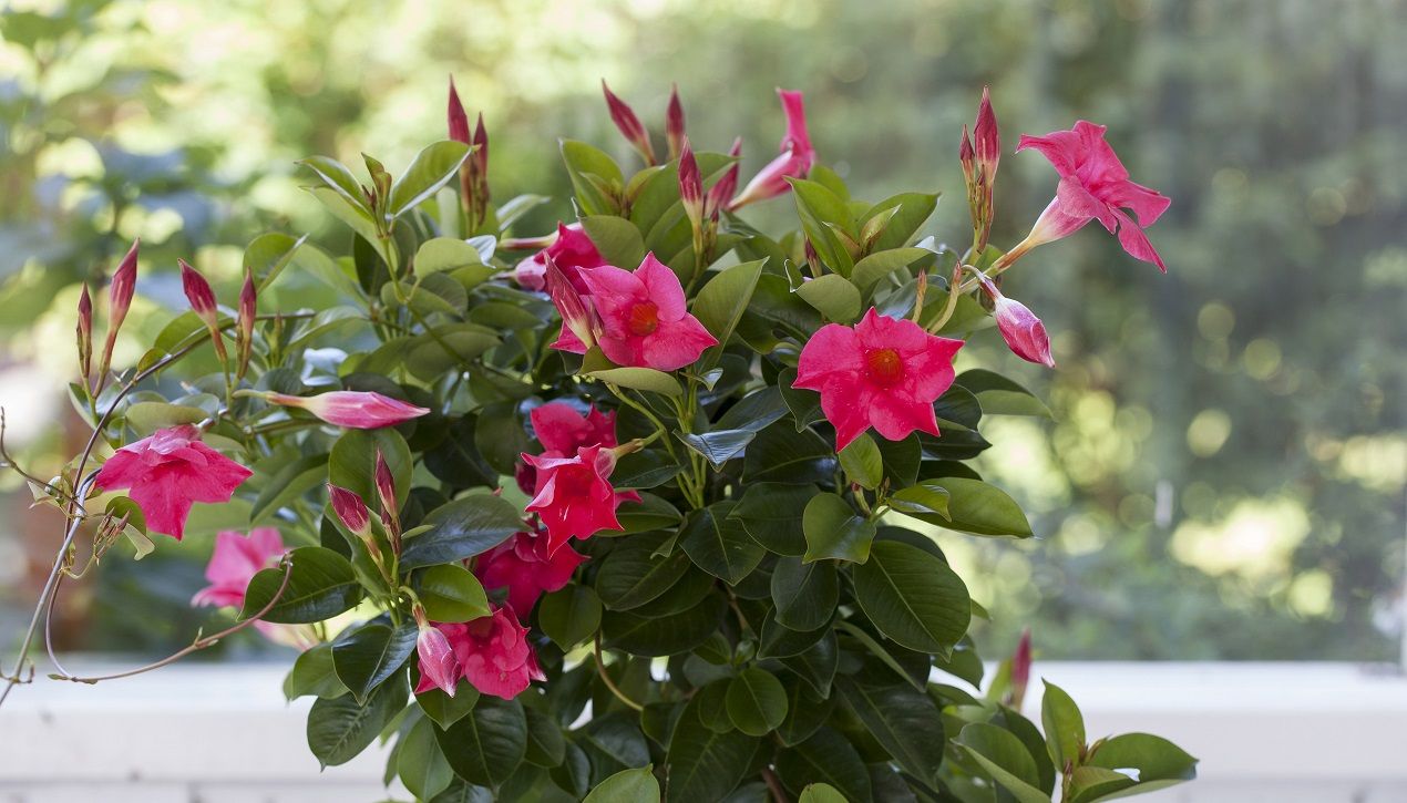 Mandevilla: 6 maanden bloeiende romantiek in tuin of terras!