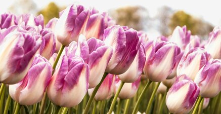 Vroege vogel actie 9 mei: 20% korting op bijna het hele assortiment!