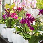 Orchideeën weekend