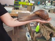 Vreemde dieren bij Ockenburgh