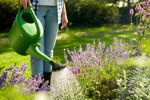 7 tips voor wijs omgaan met water in de tuin