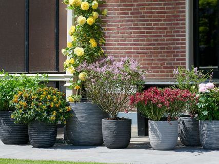 Geurende Blikvangers: tuinplanten van de maand mei