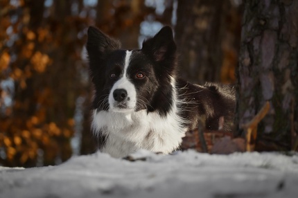 Huis- en tuindiertips tijdens koude winterdagen