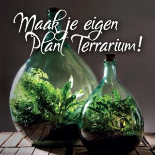 Maak je eigen Plant Terrarium!