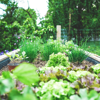 Zomerse moestuintips