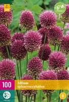 Allium sphaerocephalon 100st