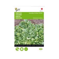 Andijvie breedblad volhart winter - afbeelding 1