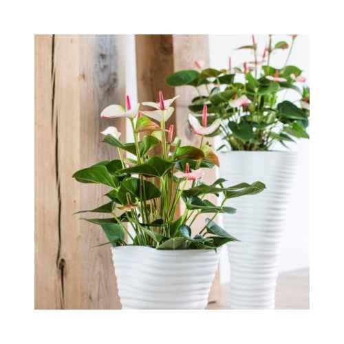 Anthurium ⌀14cm - afbeelding 2