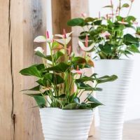 Anthurium ⌀14cm - afbeelding 2