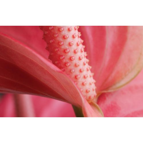 Anthurium ⌀14cm - afbeelding 3
