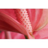 Anthurium ⌀14cm - afbeelding 3