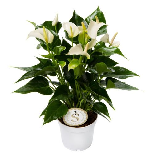 Anthurium ⌀14cm - afbeelding 1