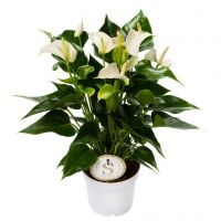 Anthurium ⌀14cm - afbeelding 1