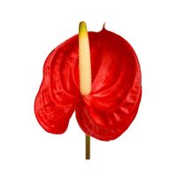 Anthurium - diverse kleuren
