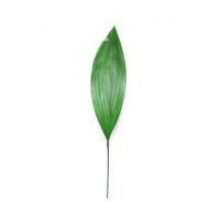 Aspidistra